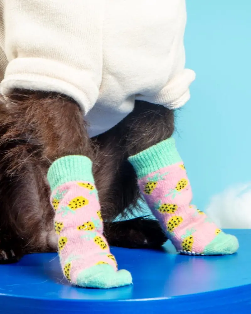 Non-Skid Dog Socks In Pineapple (Final Sale) 1