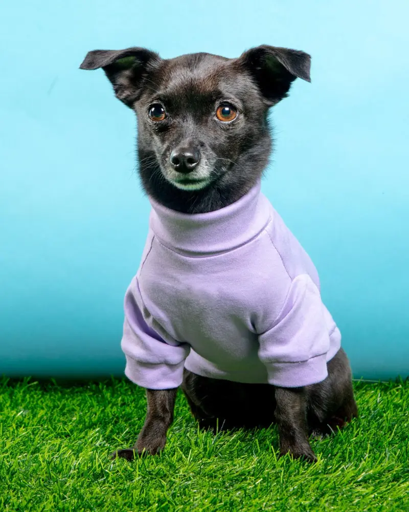 Cotton Pullover Dog T-Shirt In Lavender Or Navy (Final Sale) 1