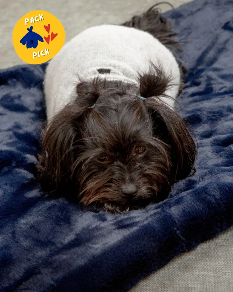 Mini Faux Fur Brady Dog Blanket In Navy 1