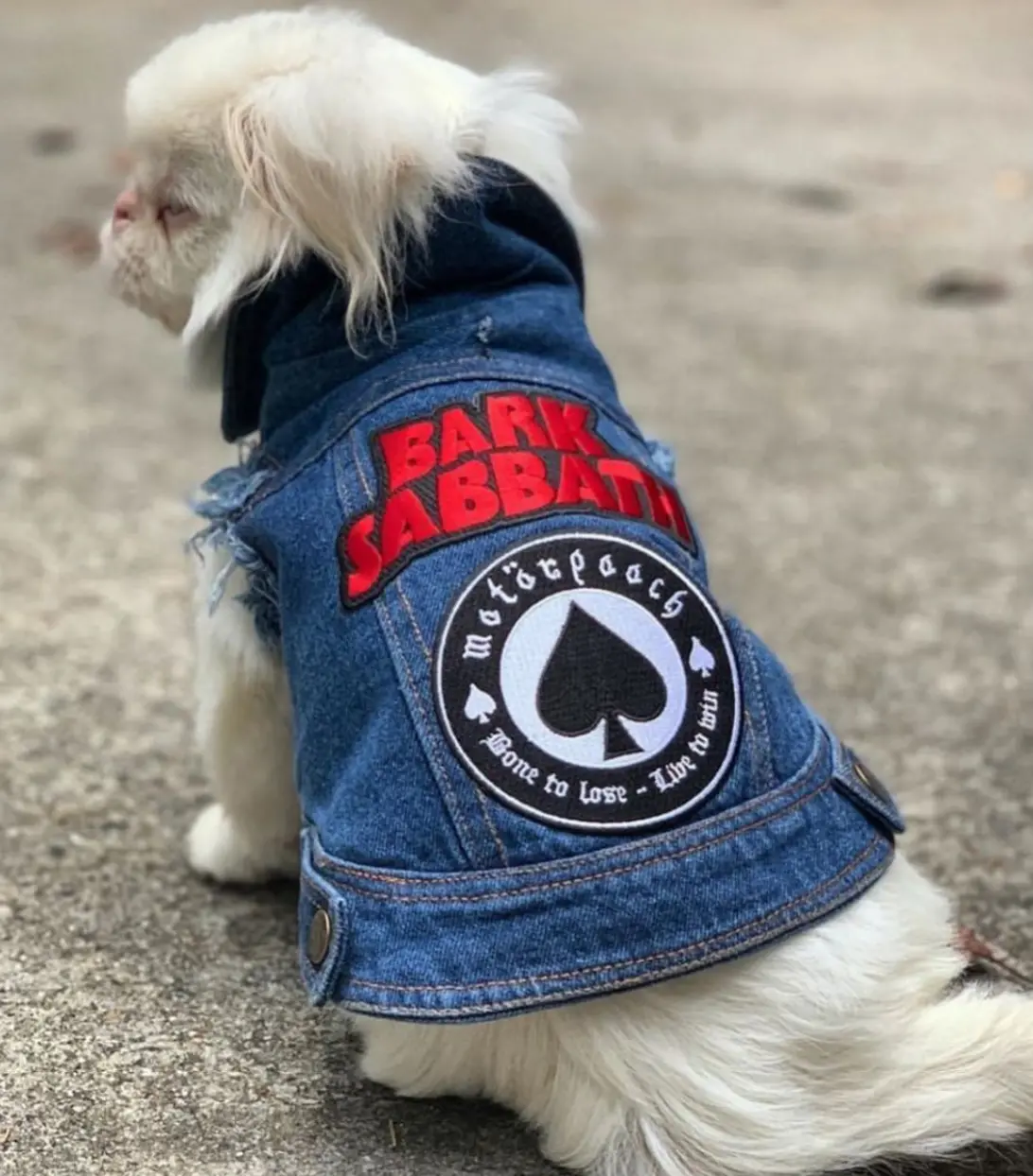 Raw Blue Denim Dog Jacket With Patches > 5