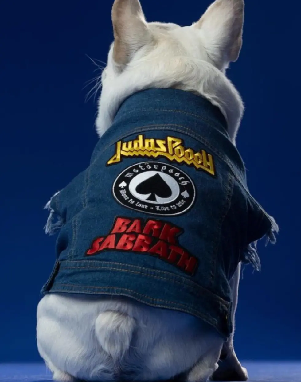 Raw Blue Denim Dog Jacket With Patches > 3