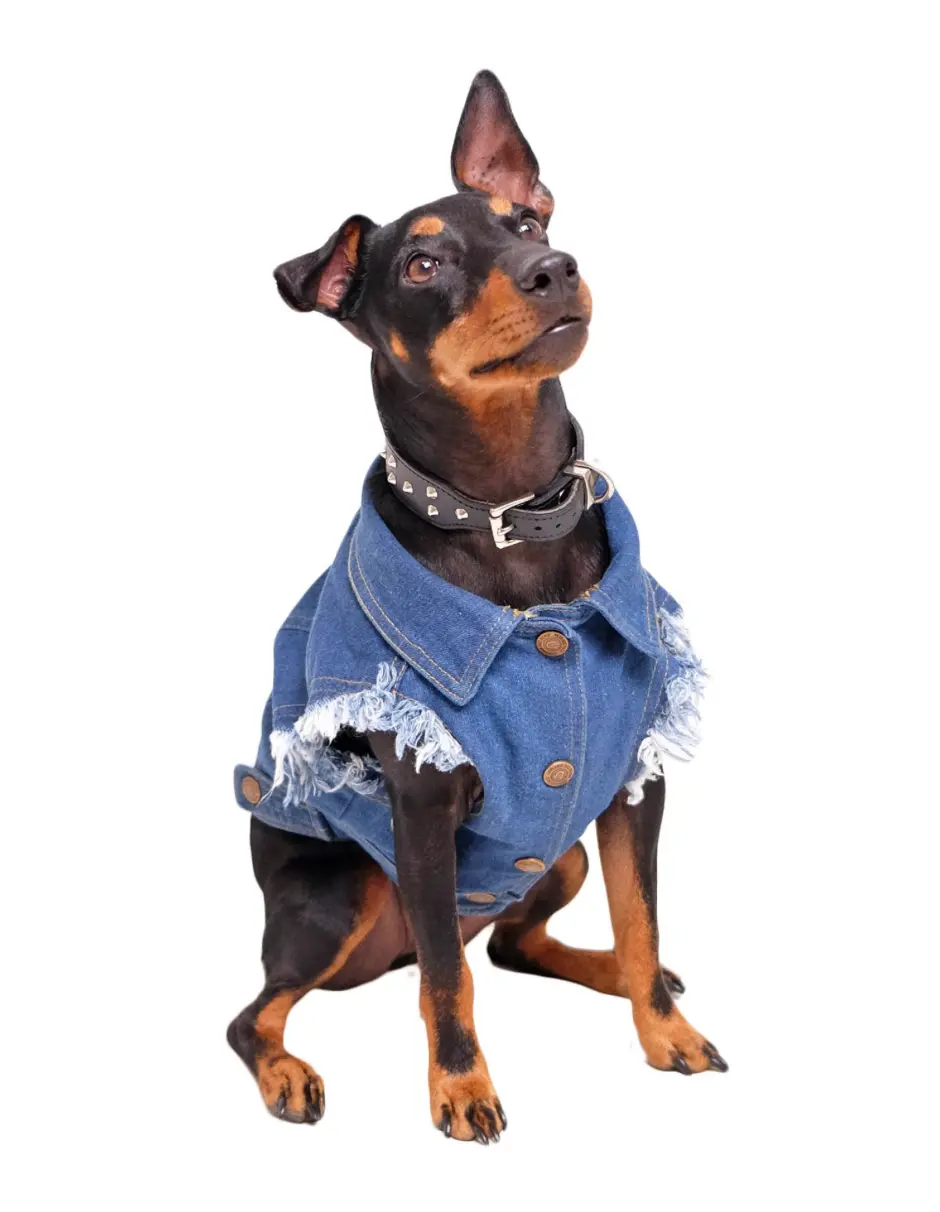 Raw Blue Denim Dog Jacket With Patches > 4