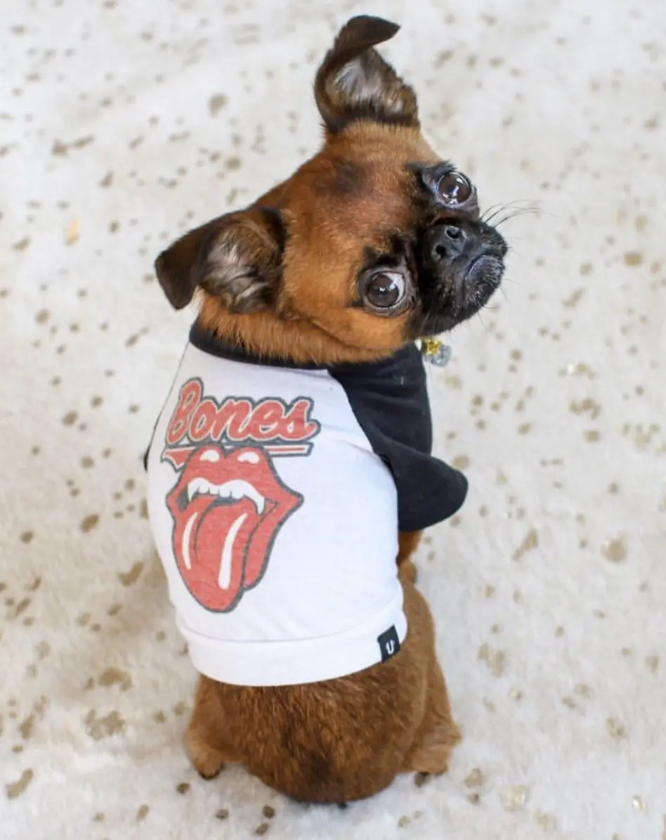 Rolling Bones Raglan Dog Tee (Final Sale) 1