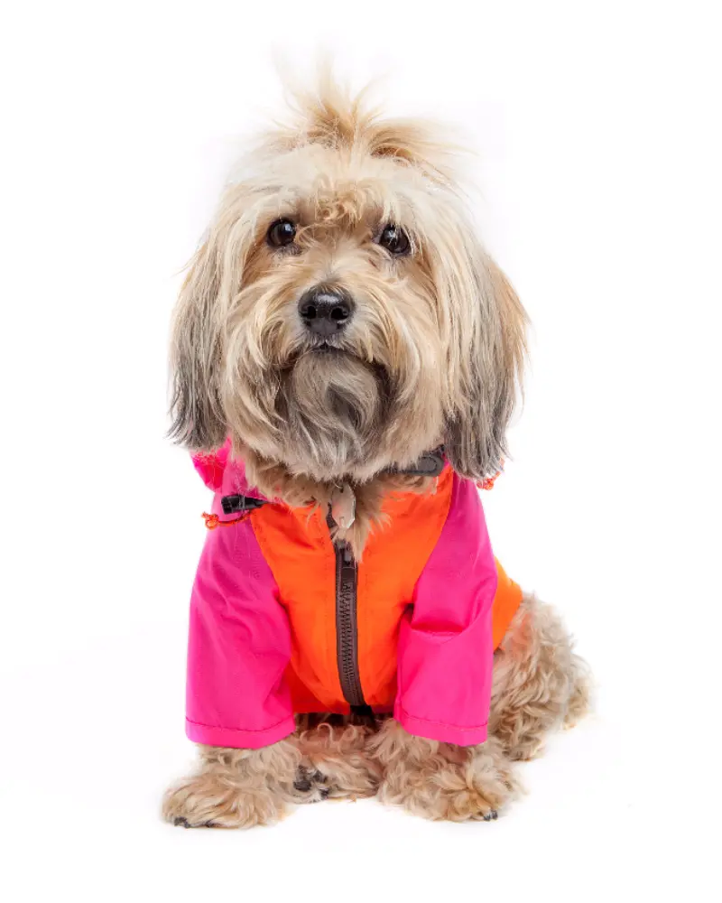 Nylon Colorblock Dog Rainbreaker In Neon Pink + Orange (Exclusive To Dog & Co.) 1