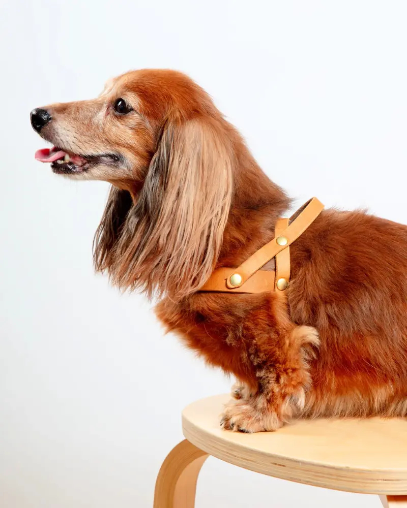 Butter Leather Dog Harness In Sahara Cognac (Made In Austria) 1