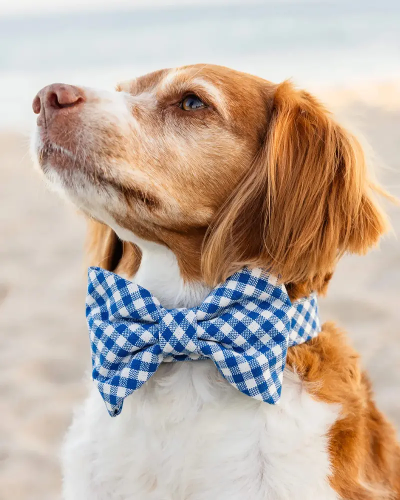 Lake Blue Gingham Dog Bow Tie 1
