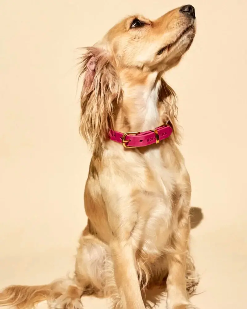 Butter Leather Dog Collar In Flamingo (Made In Austria) 1