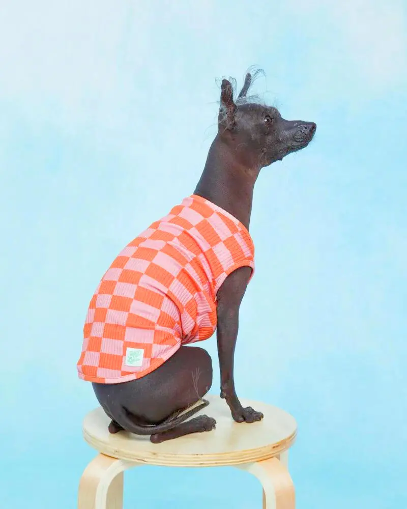 Marmalade Pet Tank Top (Final Sale) 1