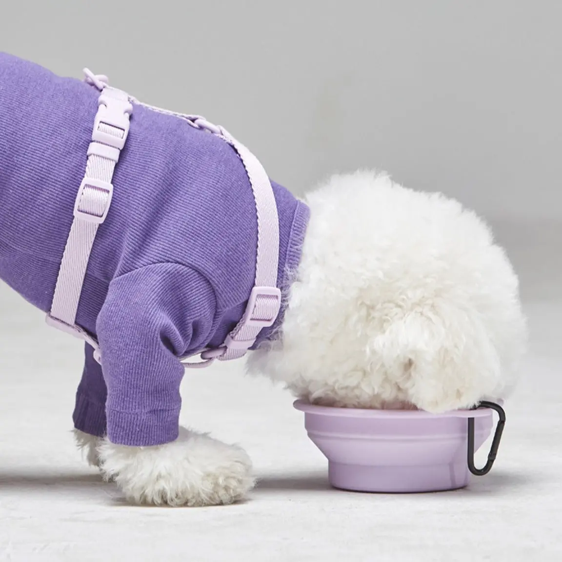 Macaron Collapsible Silicone Pet Bowl In Lavender 1