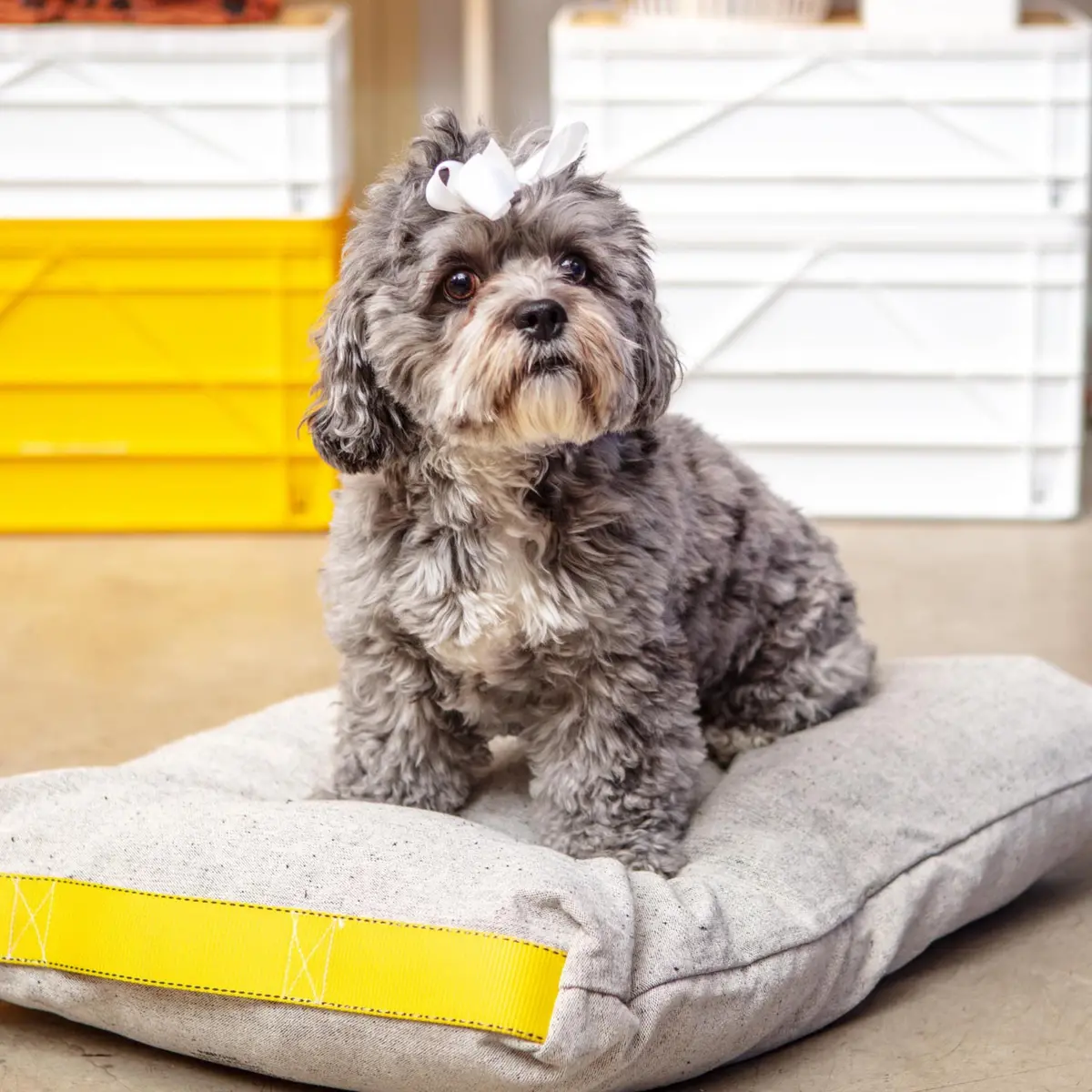 Cotton Pet Cushion In Olive Or Ivory Black (Final Sale) 1