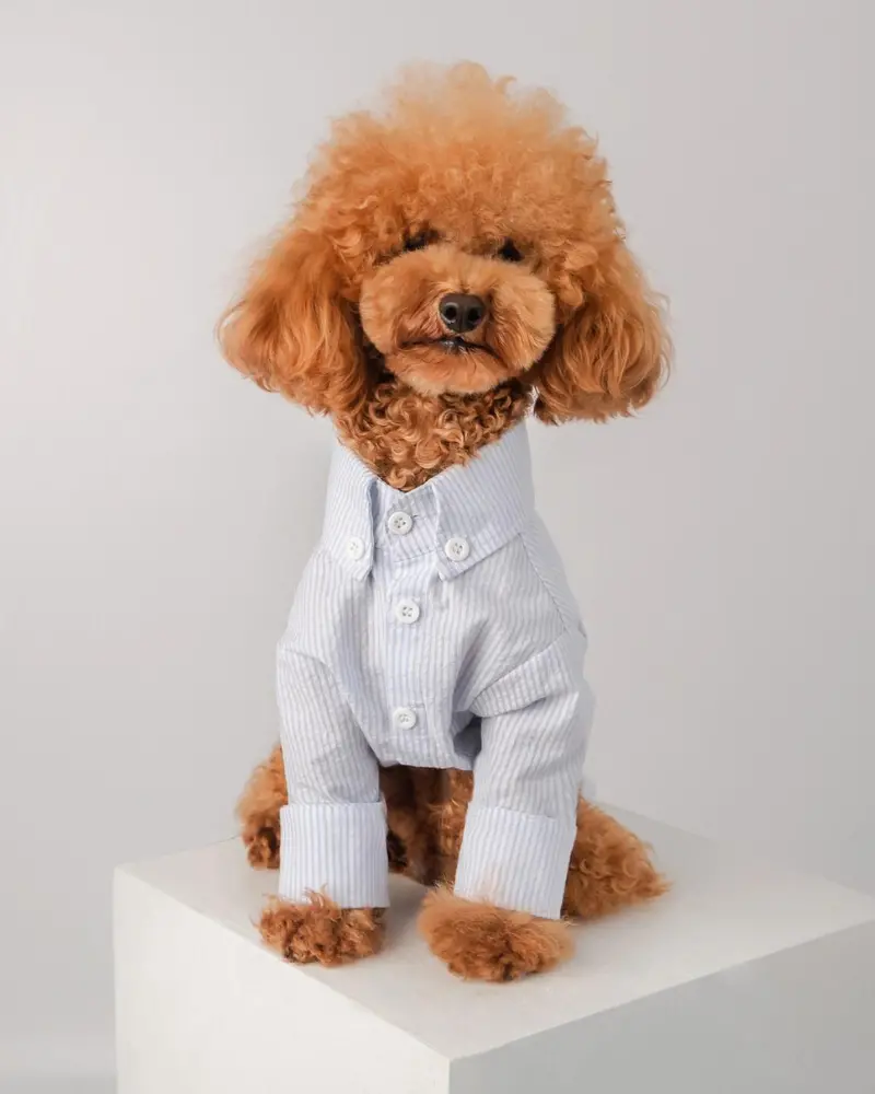 Slim Fit Organic Cotton Button Down Dog Shirt In Striped Blue (Final Sale) 1
