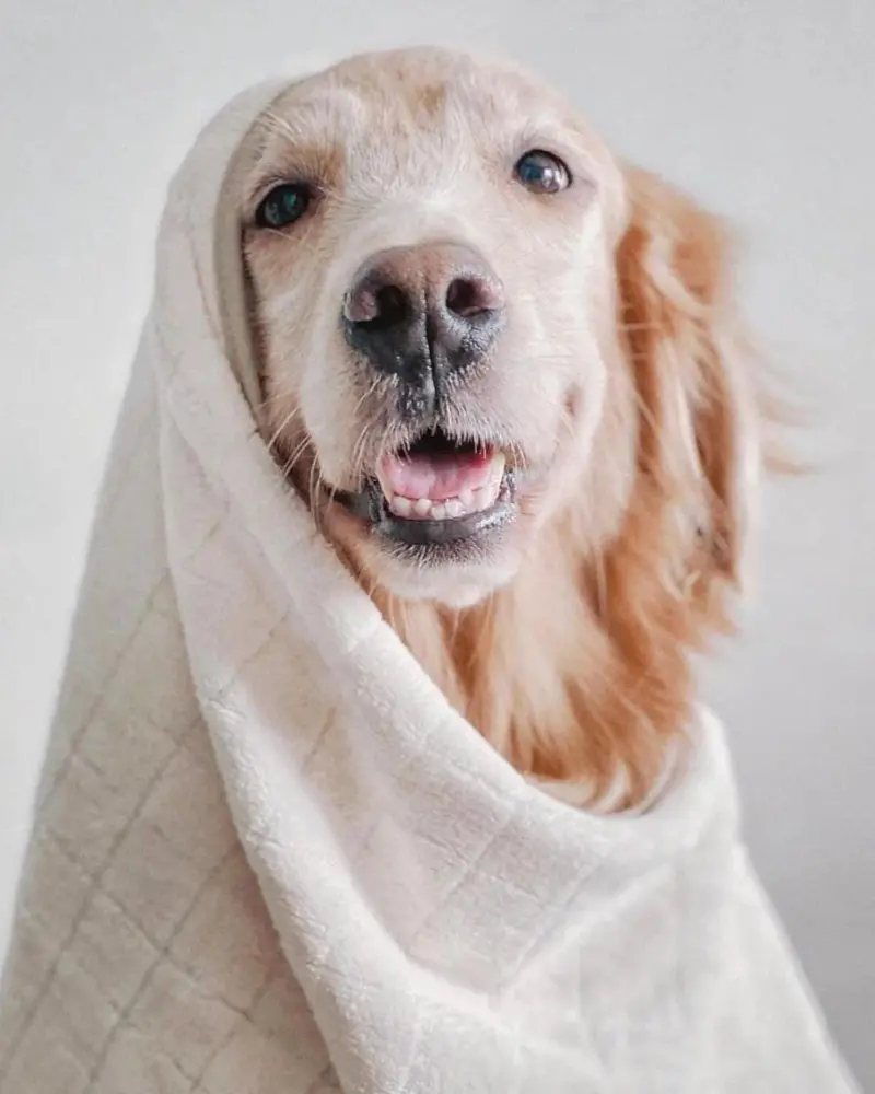 Baby Fleece Microfiber Dog Towel In Cream 1