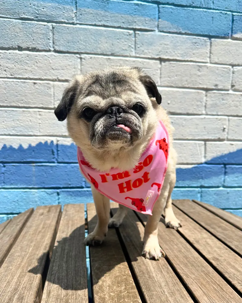So Hot Cooling Dog Bandana (Made In The Usa) (Clearance) 1