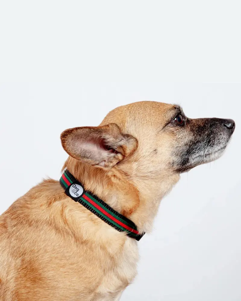 Luxe Green & Red Stripe Dog Collar (Made In Nyc) 1