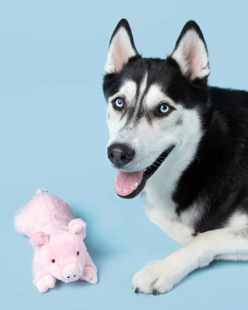 Petey Pig Plush Squeaky Dog Toy 2