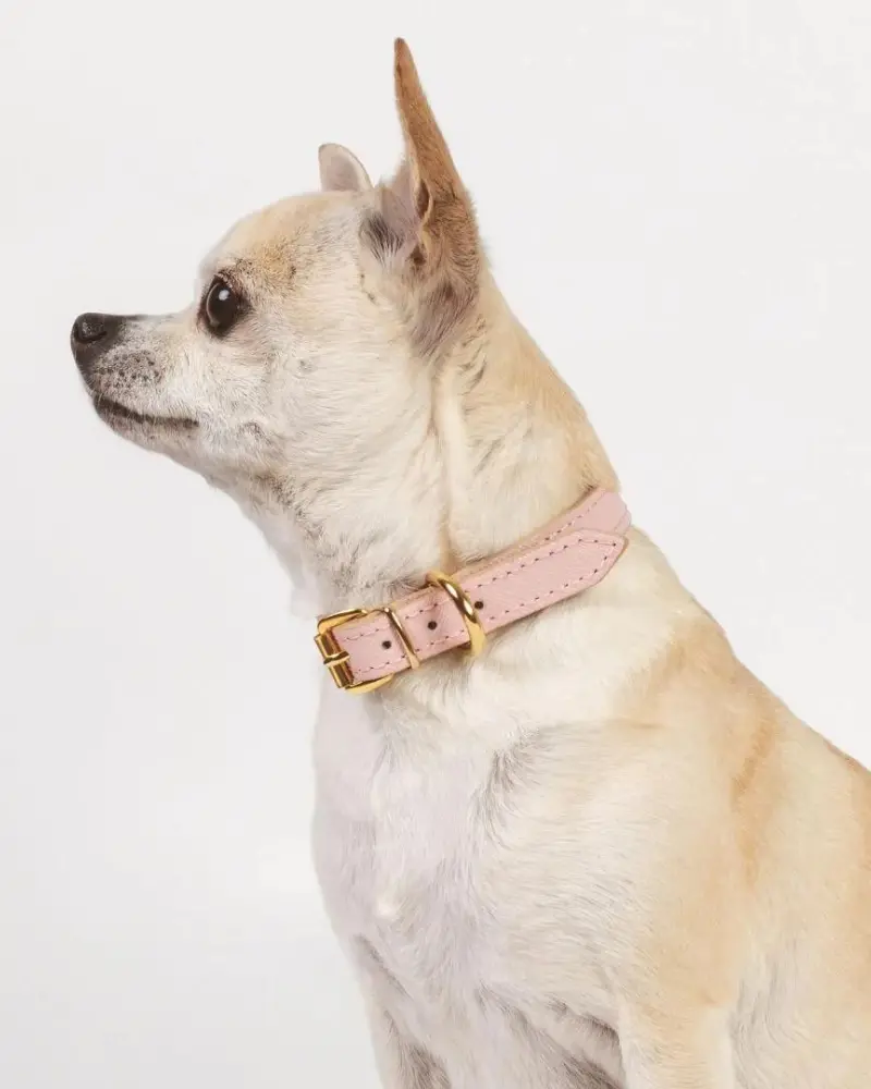Small Dog Collar In Blush Pink Leather (Made In Italy) (Final Sale) 1