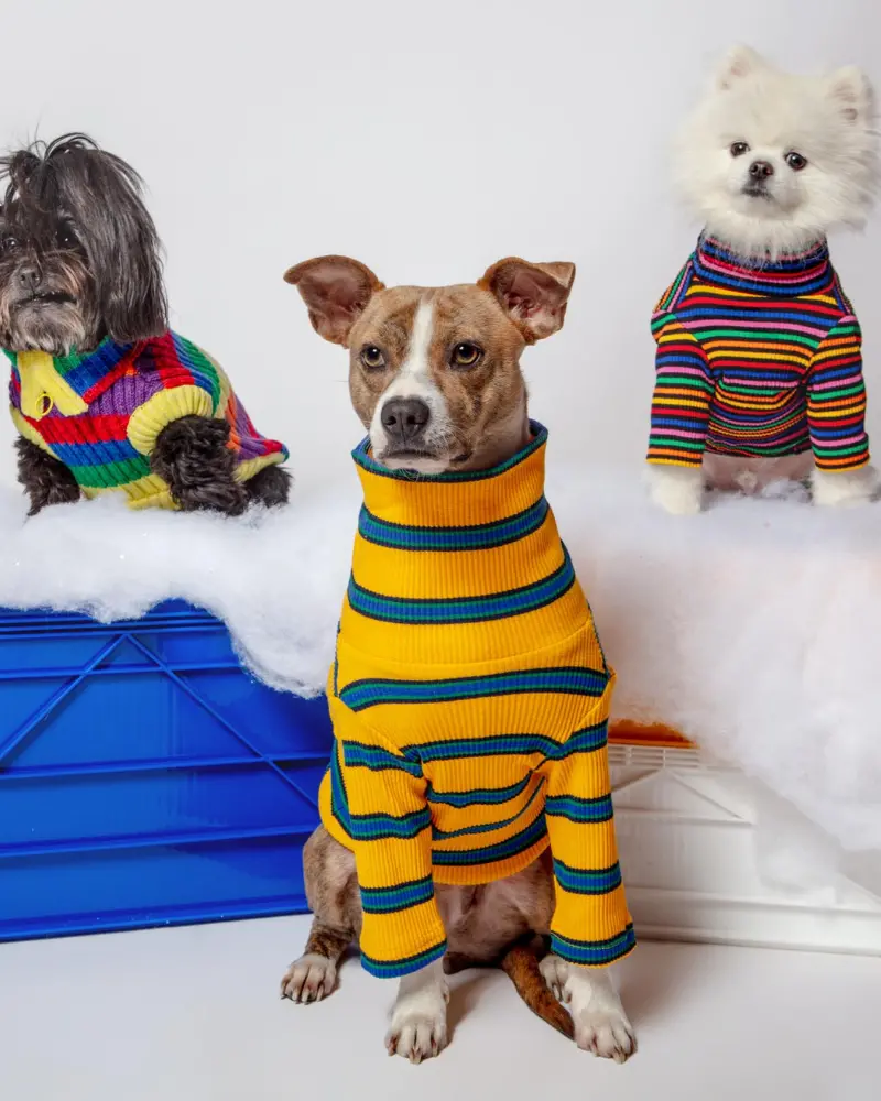 Back To School Ribbed Dog Pullover 1