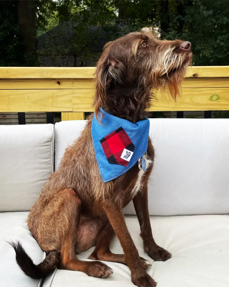 Upcycled Buffalo Plaid Treat Pocket Dog Bandana (Made In The Usa) 1