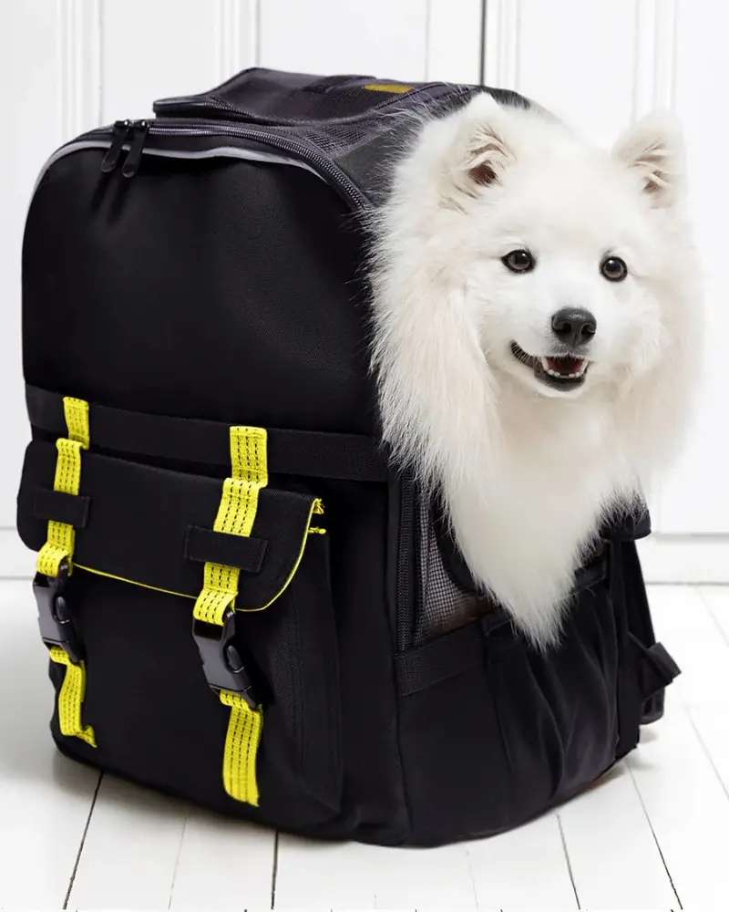 Ready-For-Adventure Pet Backpack In Black (Airline Compliant) 1