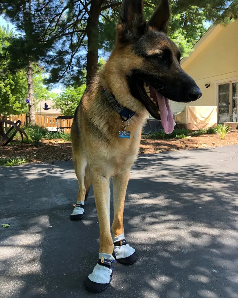 Lavasox Dog Heat Protection In Citrine (Made In The Usa) 2