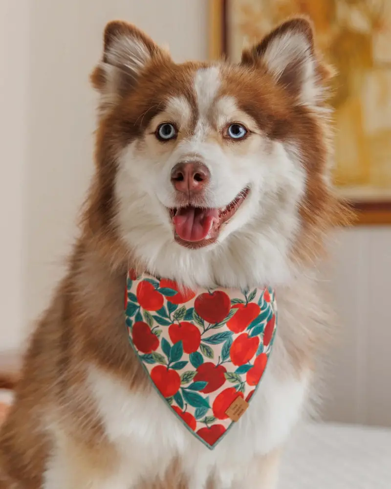 Apple Of My Eye Dog Bandana (Made In The Usa) (Final Sale) 1