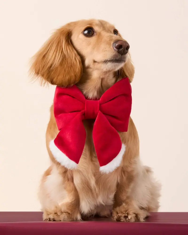 Santa Paws Red Velvet Lady Dog Bow 1
