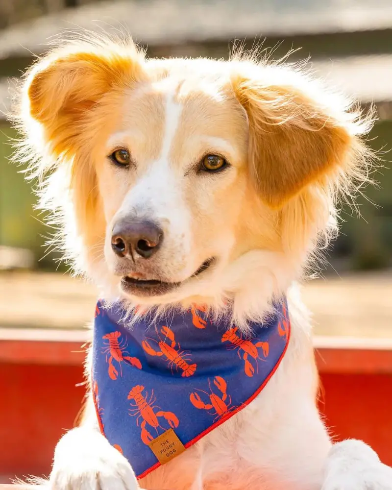 Catch Of The Day Navy Dog Bandana (Made In The Usa) 1