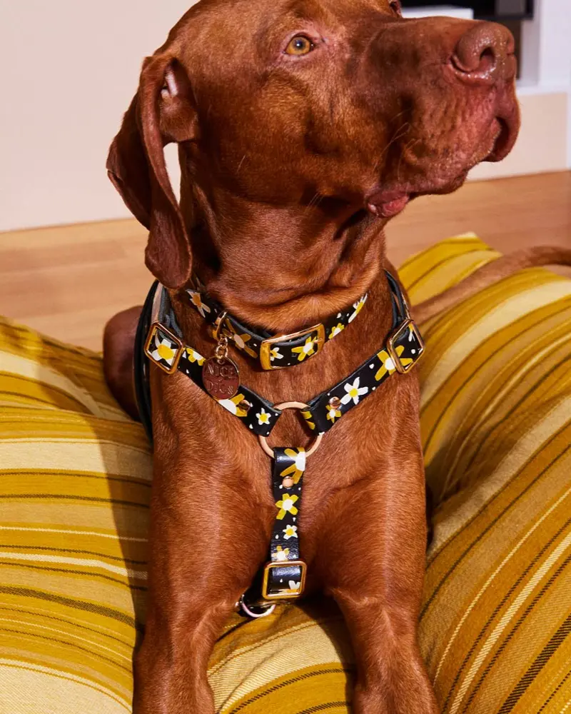Posie Leather Dog Harness In Sunshine 1