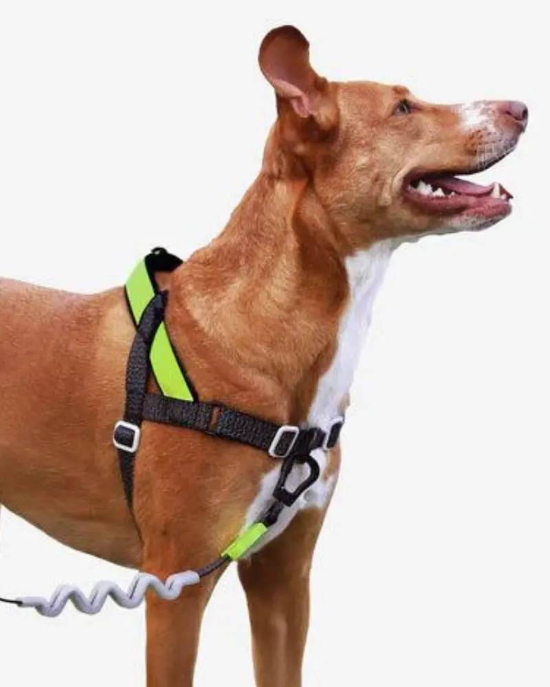 Softerwalk No-Pull Dog Harness In Reflective Nox 1