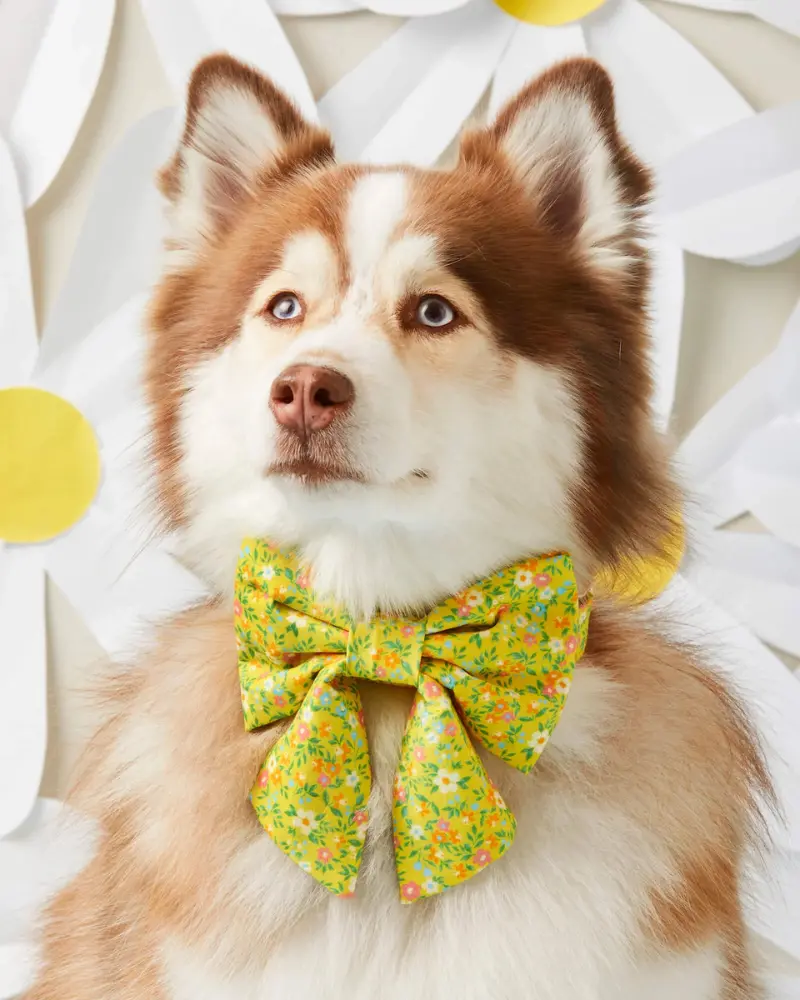 Sunny Meadow Spring Lady Dog Bow 1