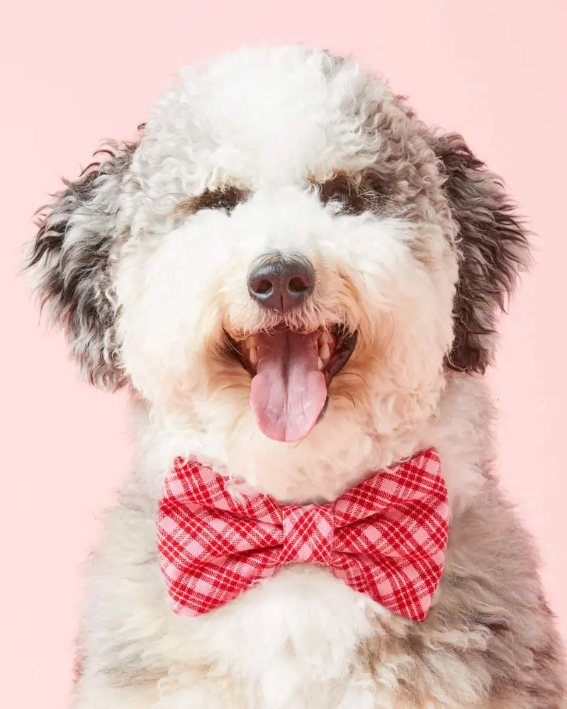 Hth X Tfd Katherine Dog Bow Tie (Made In The Usa) (Final Sale) 1
