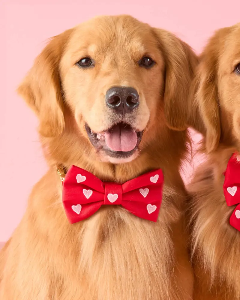 Embroidered Hearts Dog Bow Tie 1