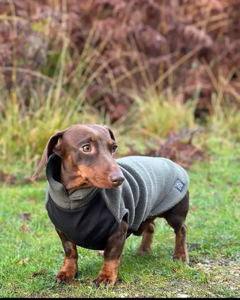 Dachshund Fleece Jumper With Waterproof Belly Panel (Made In The Uk) 1