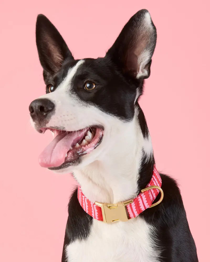 Scallop Stripe Dog Collar 1