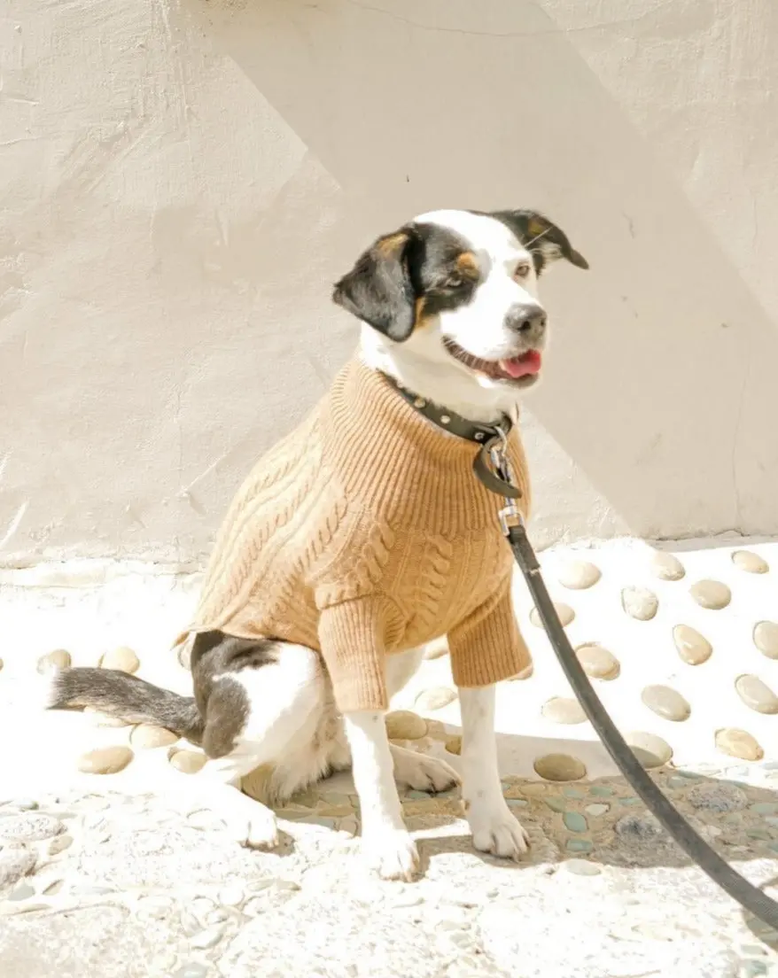 Cashmere Cableknit Sweater In Sand >>>Final Sale<<< 1