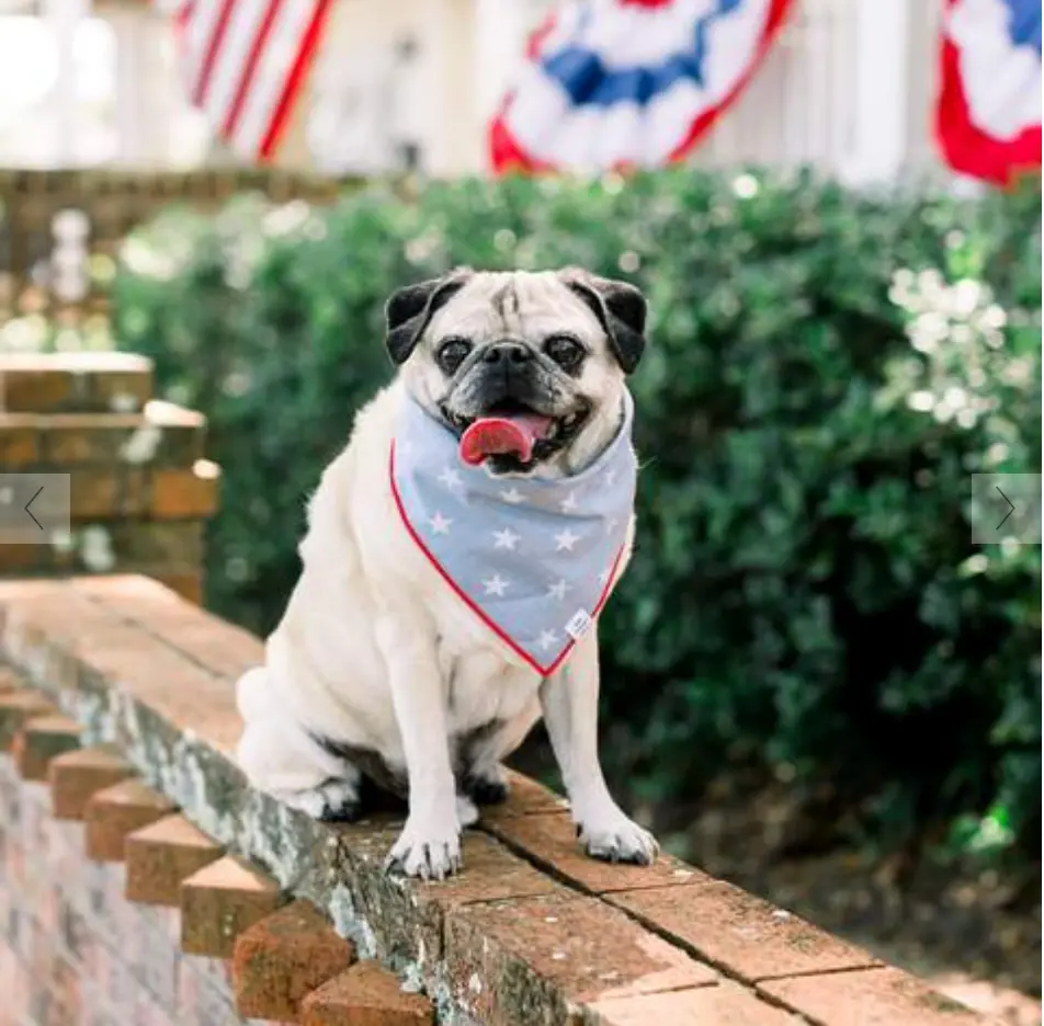The Foggy Dog | Liberty Dog Bandana 3