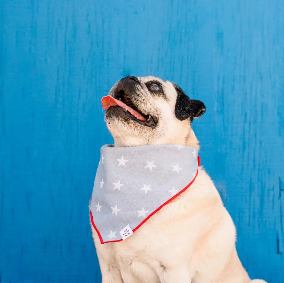 The Foggy Dog | Liberty Dog Bandana 2