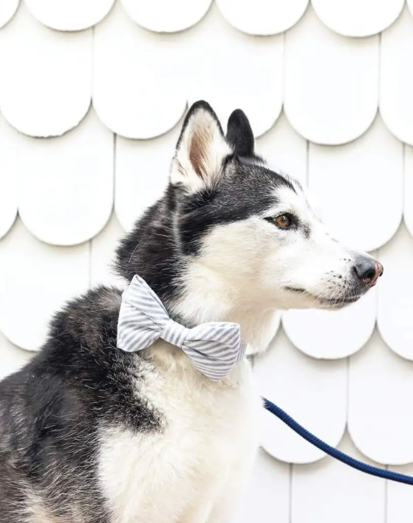 Dusty Blue Stripe Dog Bow Tie (Made In The Usa) 1