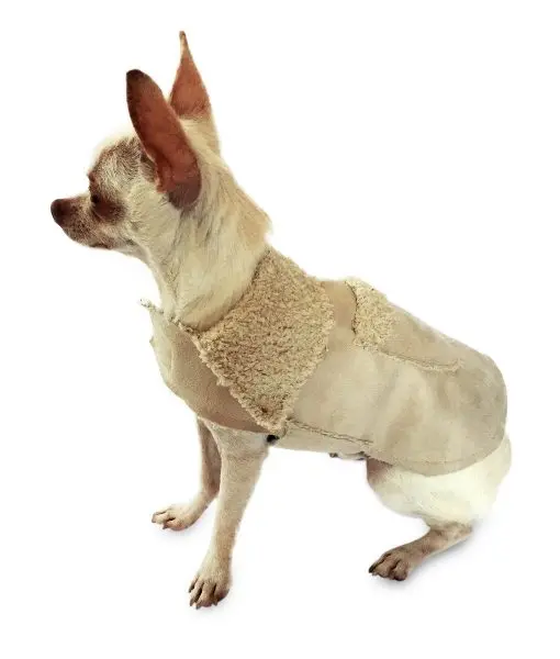 The Dog Squad | Boho Coat In Sand (Big Dog Sale) 1
