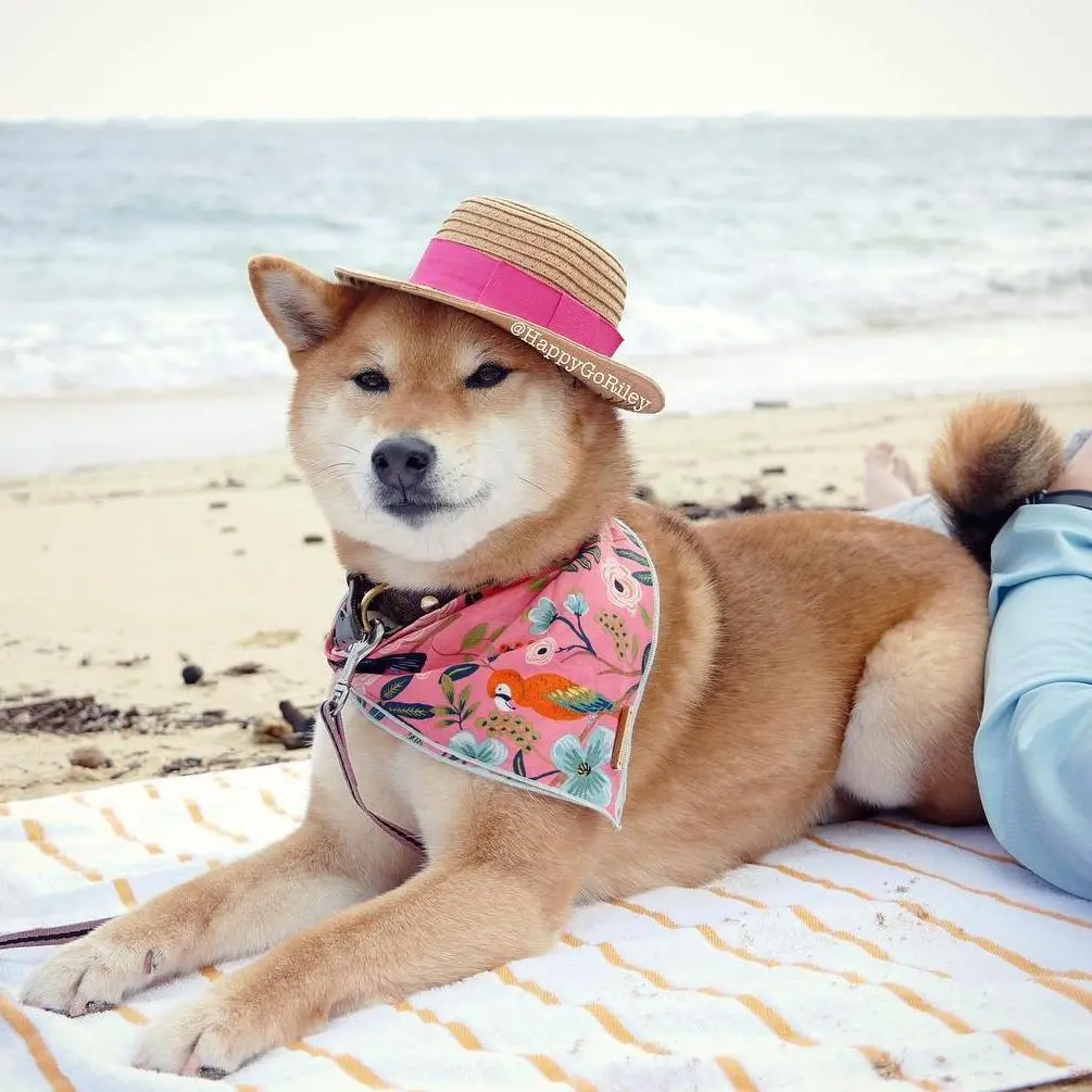 The Foggy Dog | Aloha Bandana 3