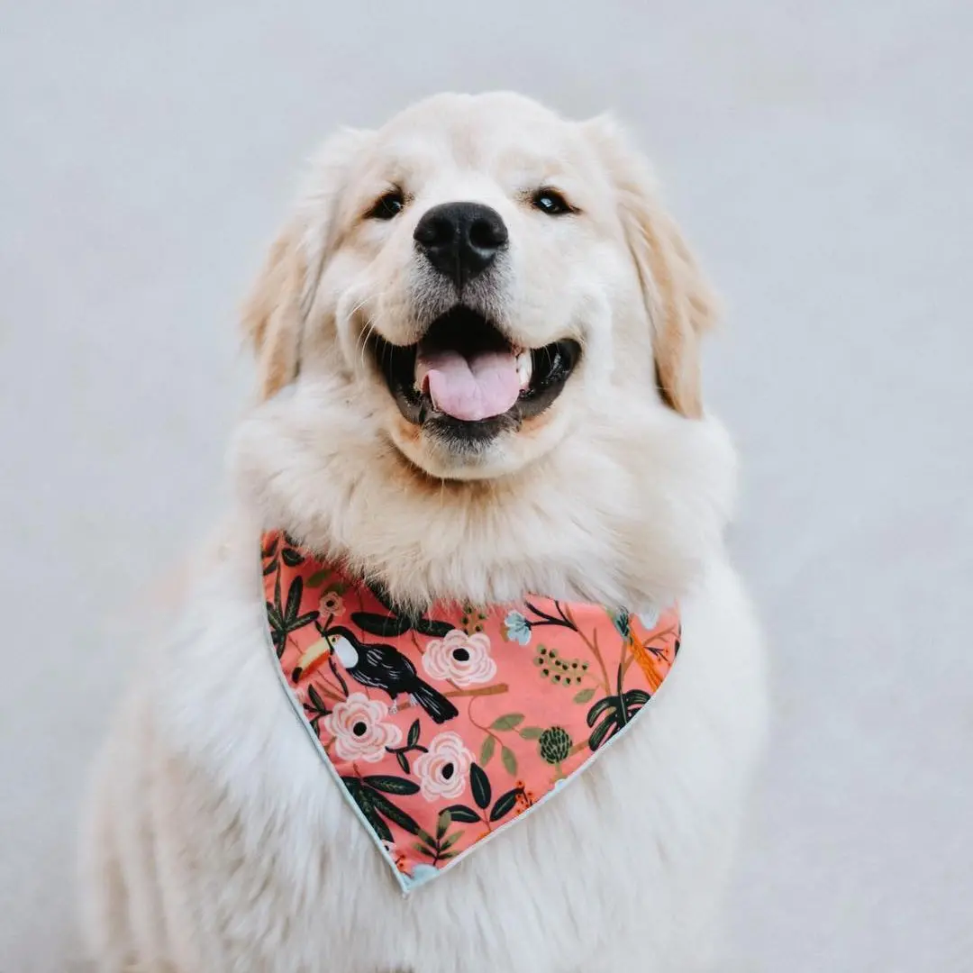 The Foggy Dog | Aloha Bandana 2
