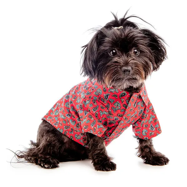 Worthy Dog | Red Paisley Shirt 1
