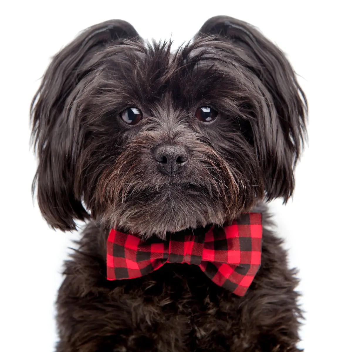 Trish Hampton | Buffalo Plaid Bow Tie 1