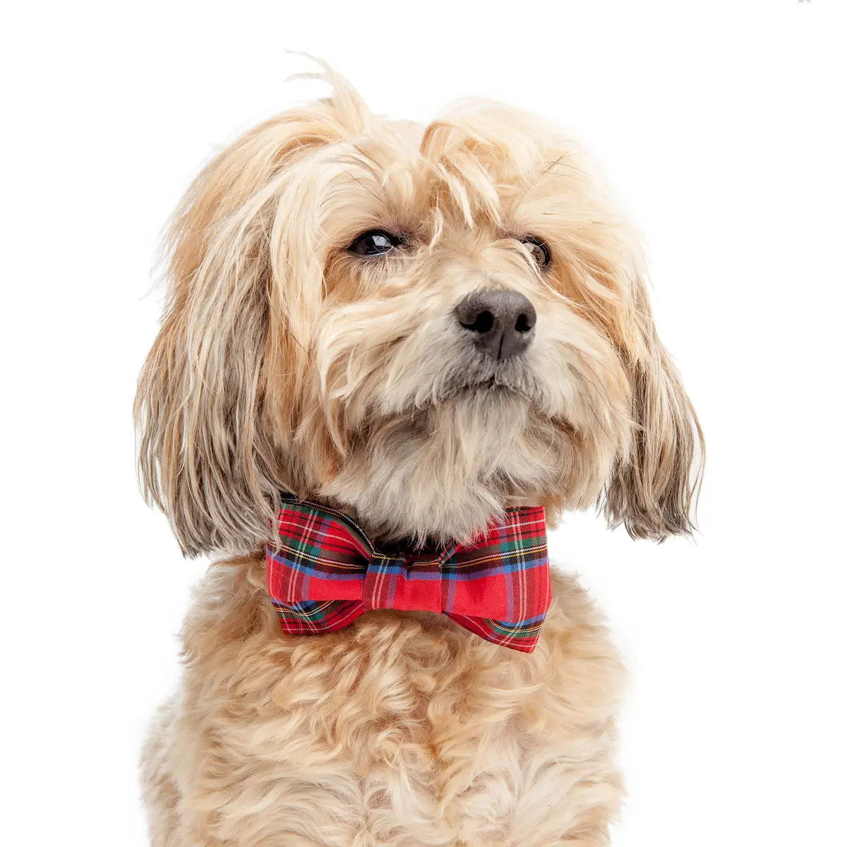 Trish Hampton | Tartan Plaid Bow Tie 1