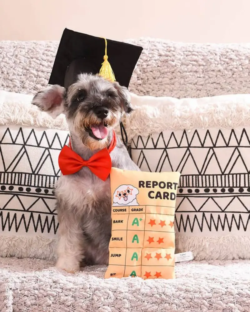 Report Card Plush Squeaky Dog Toy (Final Sale) 1