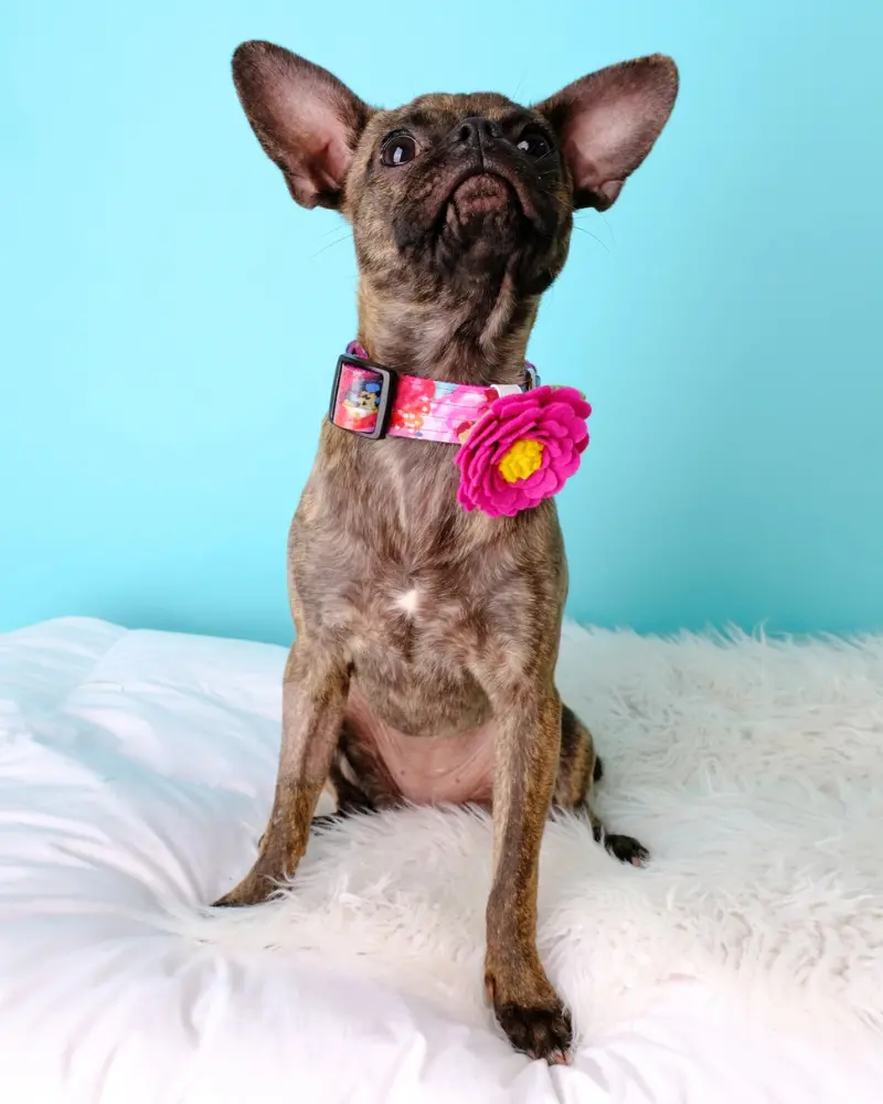 Peony Dog Collar Flower In Rose Petal 1