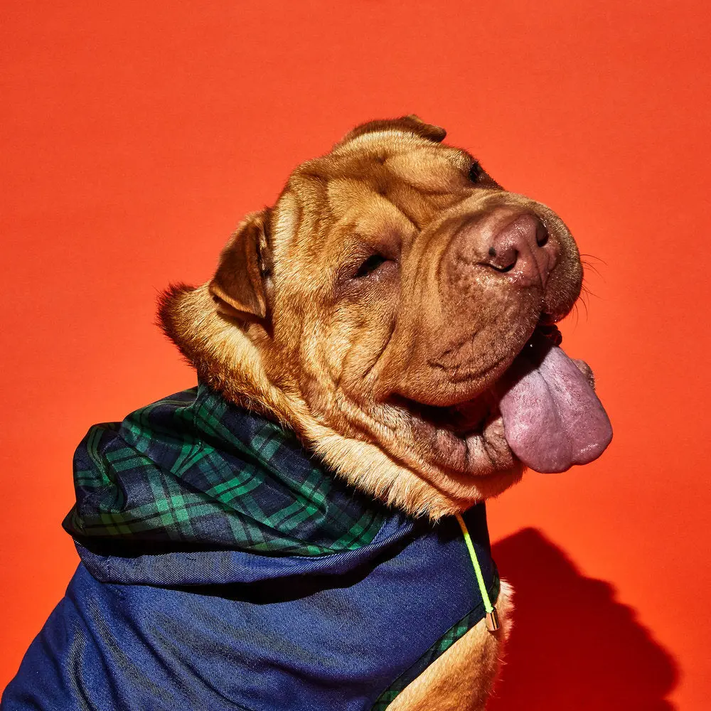 Ware Of The Dog | Blue Anorak Raincoat With Tartan Trim 1