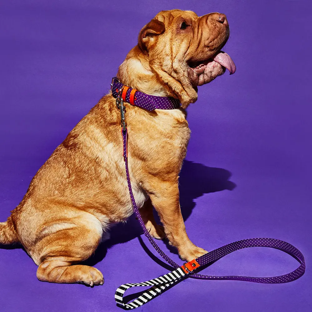 Ware Of The Dog | Polka Dot Canvas Collar 3