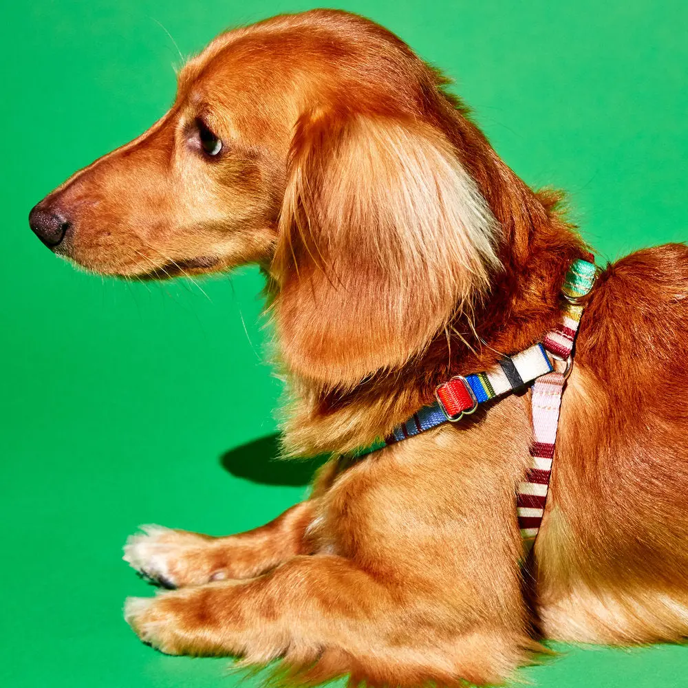 Webbing Nylon Dog Harness In Lavender Stripe<Br>(Final Sale) 1