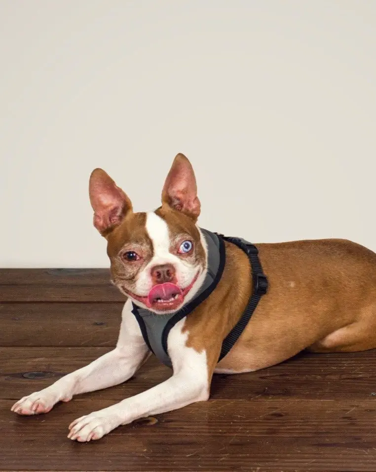 Laguna Dog Harness In Charcoal 1